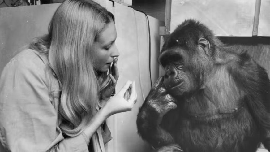 Fine Gorilla Person podcast explores how a science project went ape news post featured image.